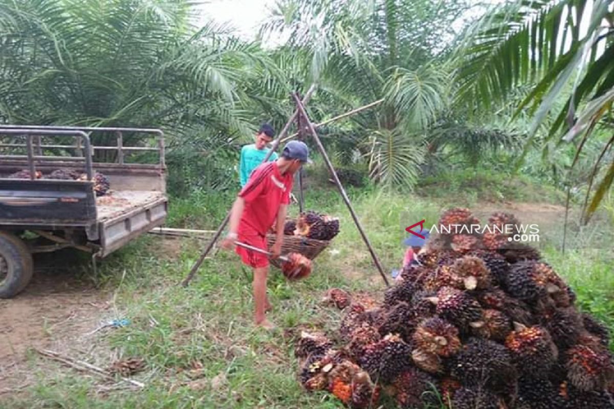 Harga sawit di Mukomuko turun dua hari berturut-turut