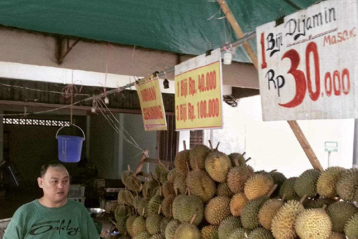 Pulau Bintan panen durian