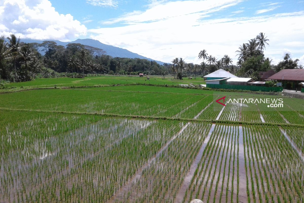 Musim kemarau belum pengaruhi dunia pertanian Rejang Lebong