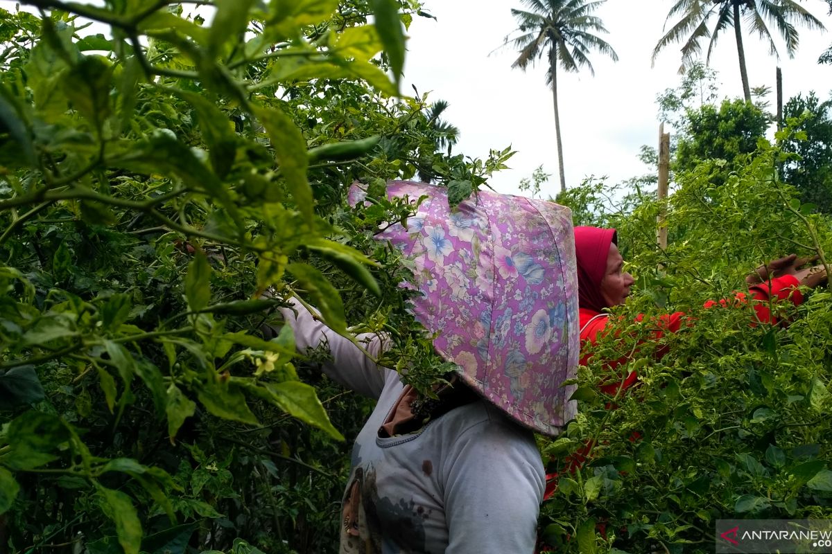 Petani Solok Selatan girang harga jual cabai rawit naik