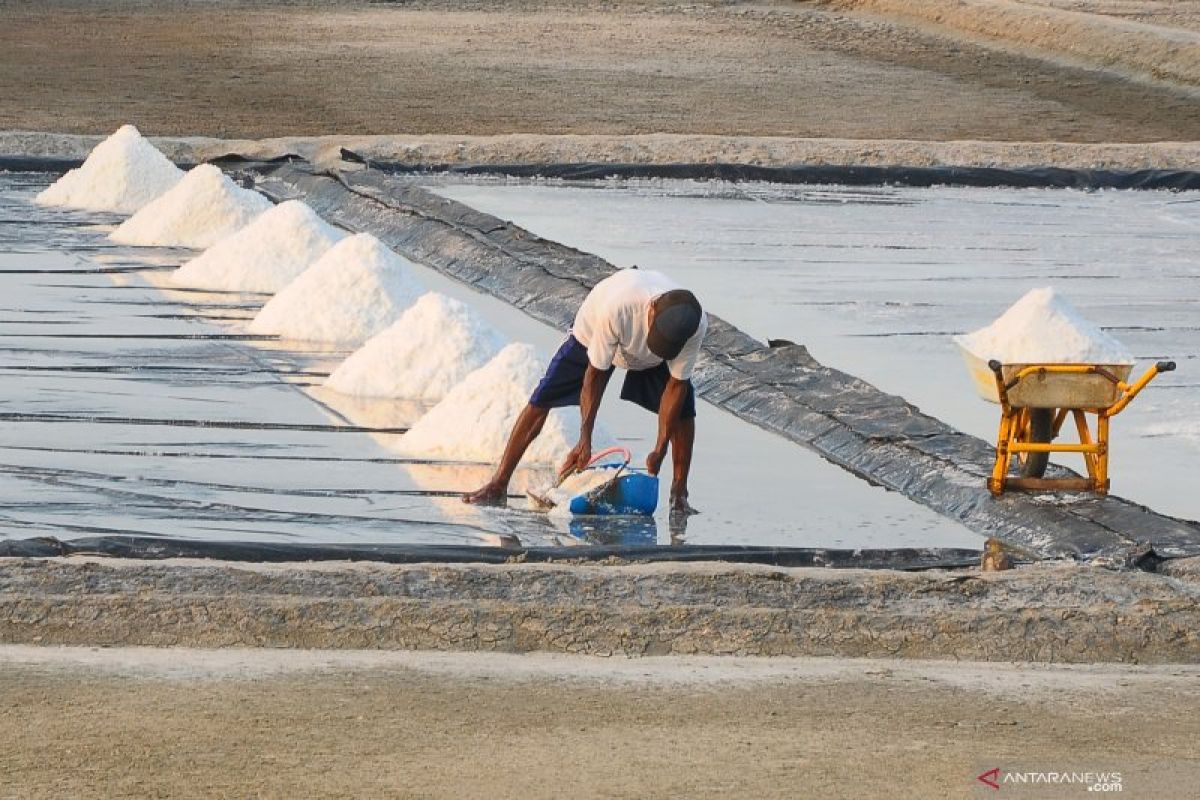 Tingkatkan garam berkualitas KKP terus kembangkan sentra produksi