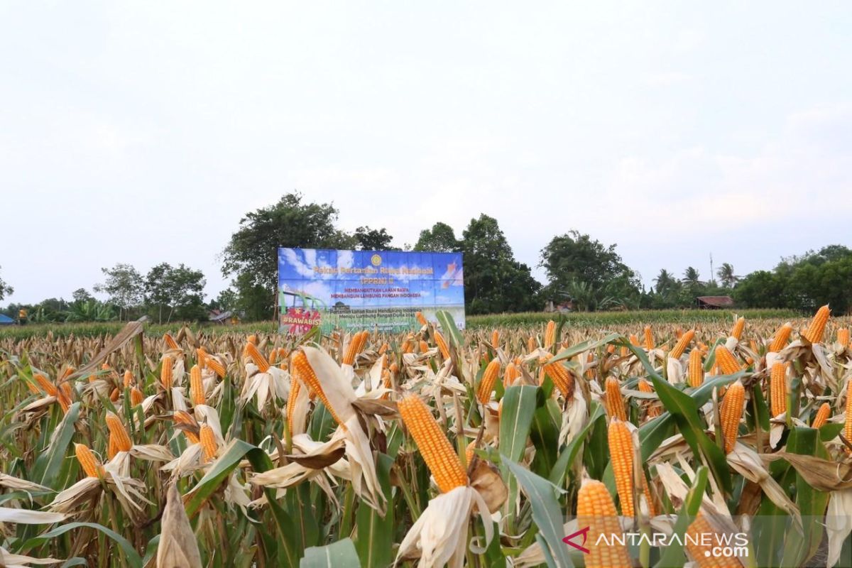 Balitbangtan: Fosfat alam tingkatkan produktivitas jagung