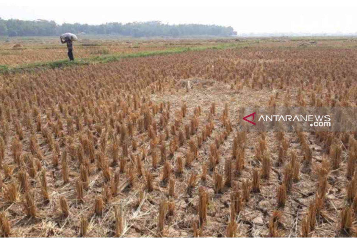 Dampak kekeringan, petani di Bekasi diimbau tunda tanam padi