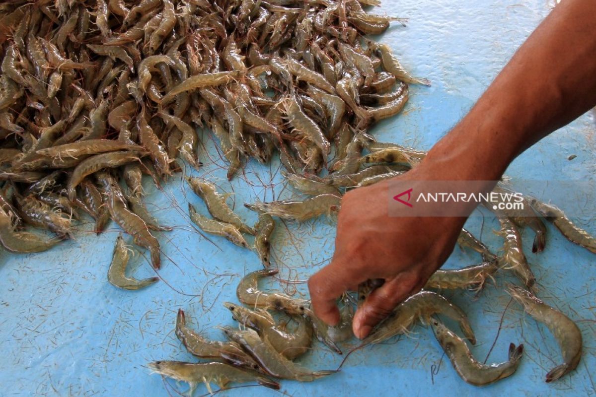 Udang Vaname di Aceh Barat tembus pasar internasional