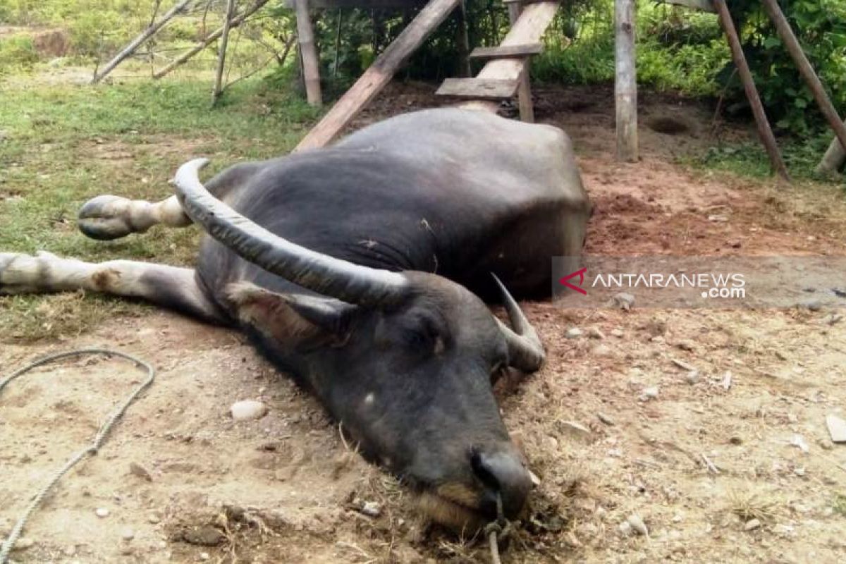 Sepuluh ekor kerbau di Aceh Barat mati  mendadak