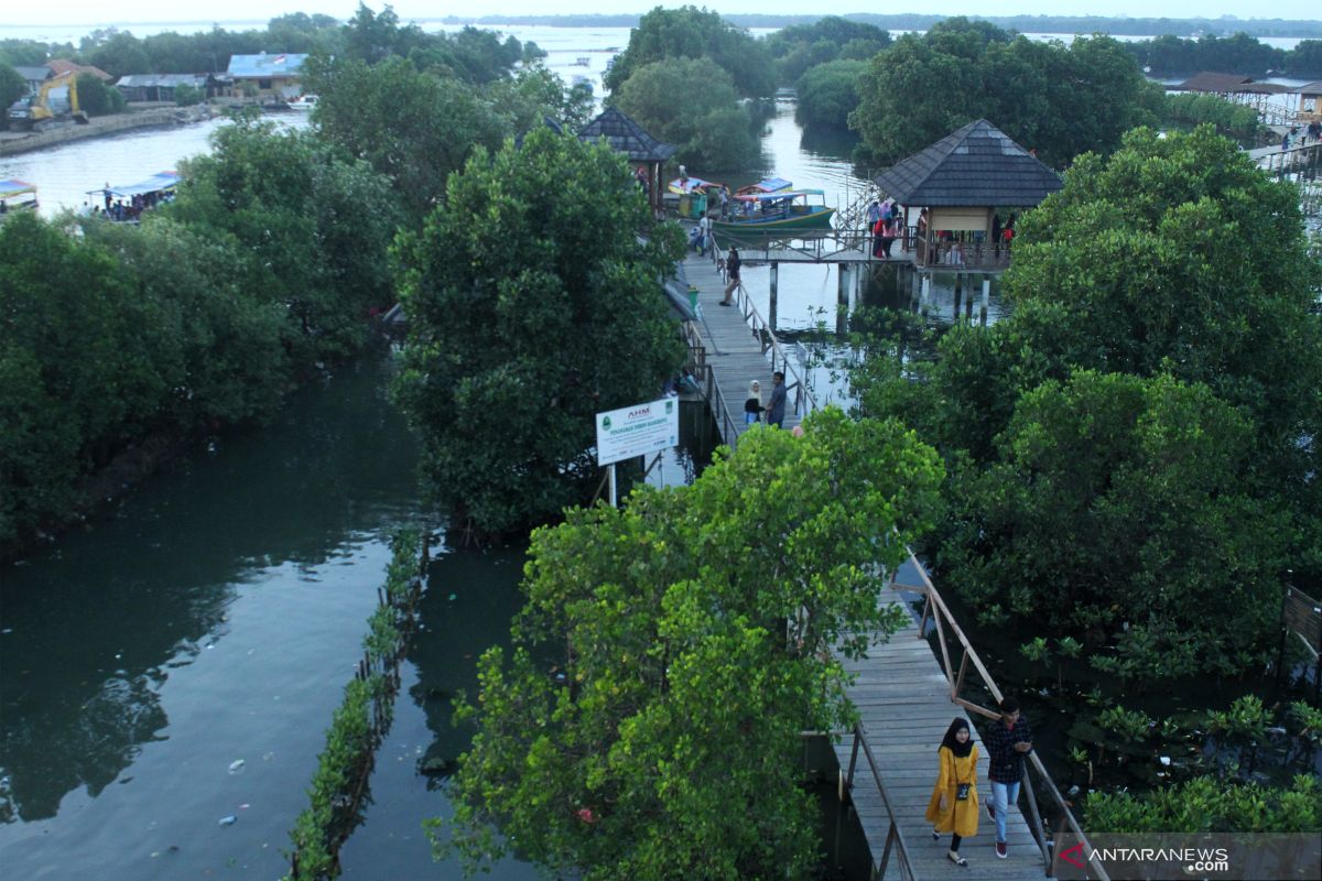 Pelestarian hutan mangrove stabilkan kondisi lingkungan