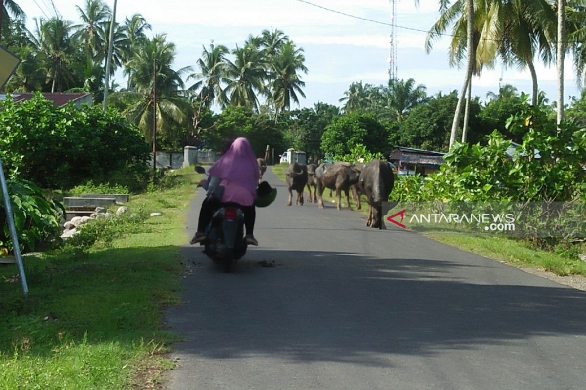 Mulai Agustus 2019 Mukomuko tegakkan aturan larangan ternak liar