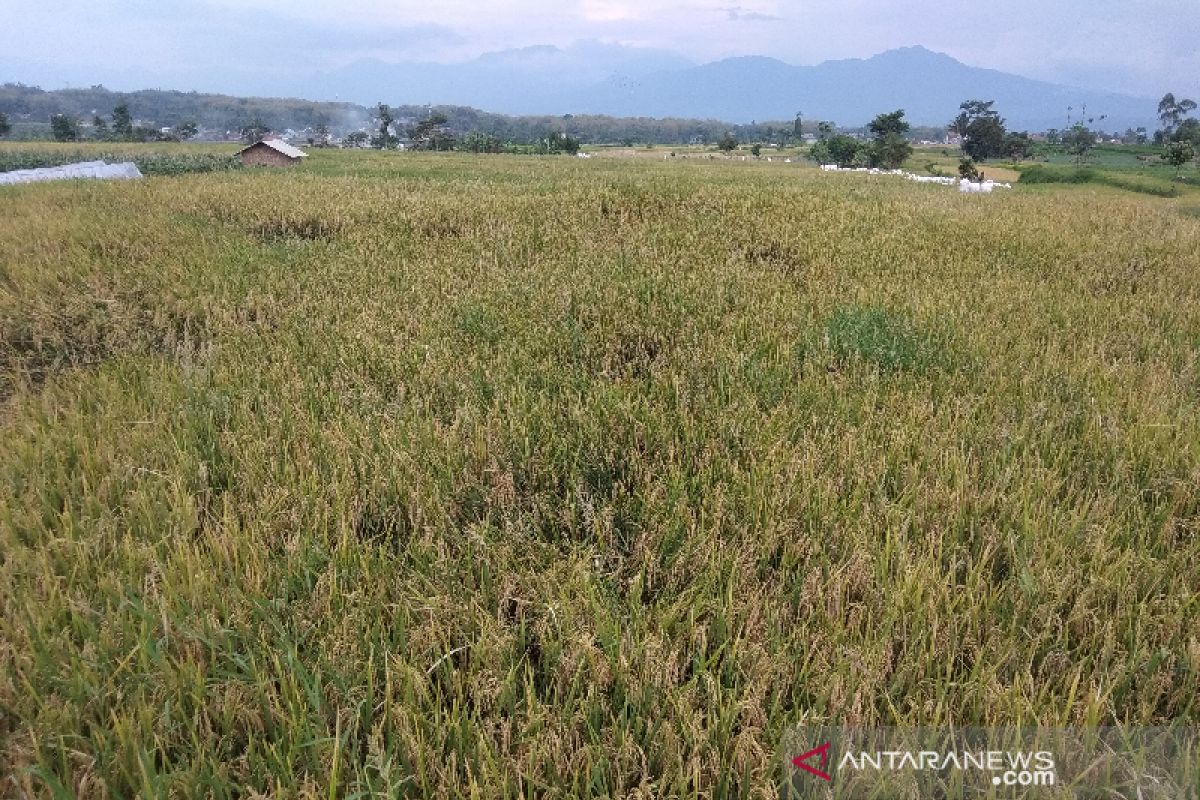 Puluhan hektare sawah di Solok Selatan gagal panen diserang hama tikus dan wereng