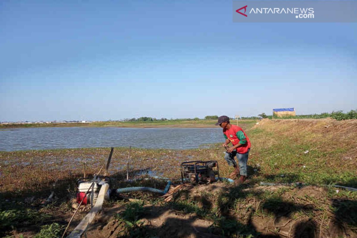 Ribuan hektare tanaman padi di Indramayu terancam gagal panen