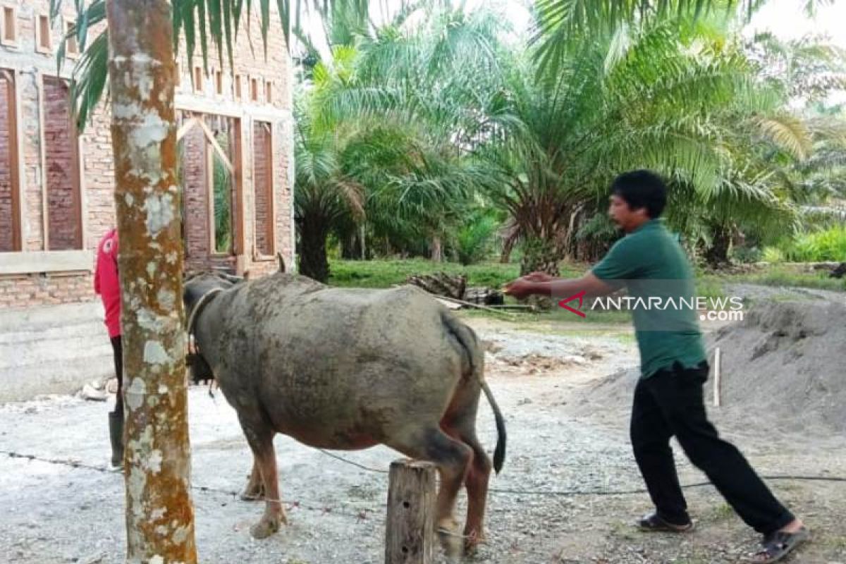 Aceh Barat kerahkan puluhan dokter hewan atasi penyakit ngorok