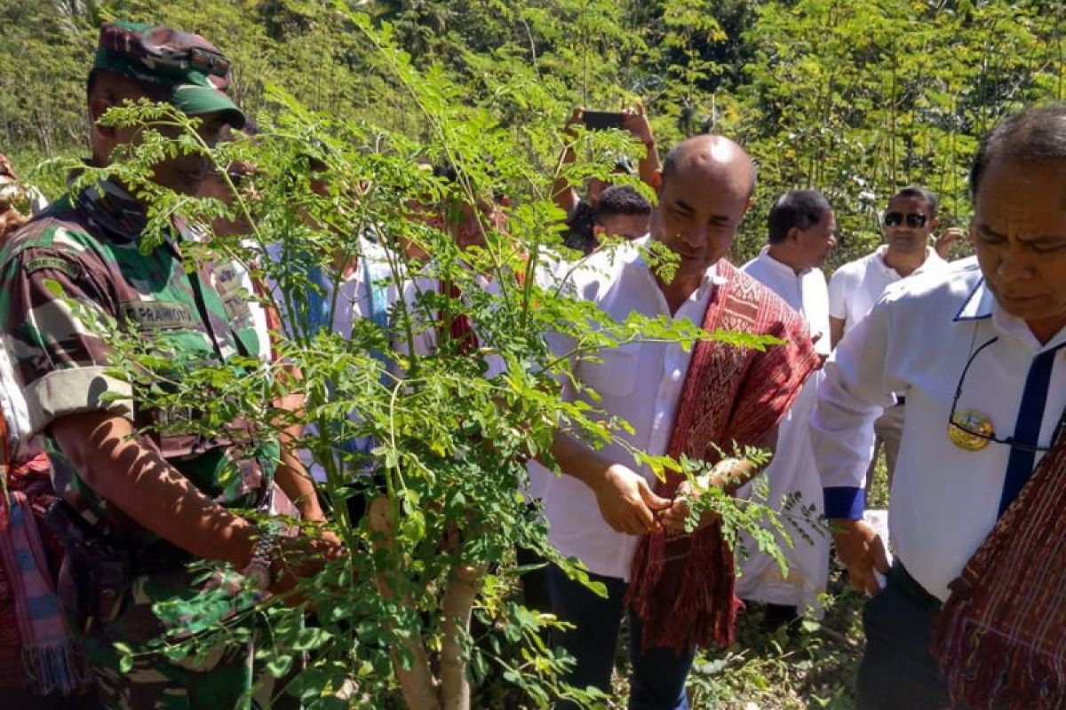 Pemerintah bentuk empat BUMDes penyangga produksi kelor di Malaka