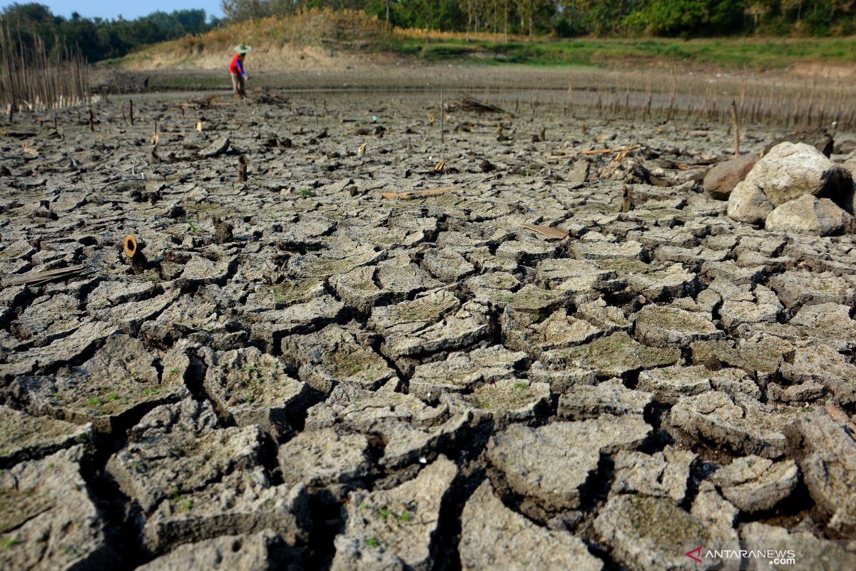 News Focus:Dry spells spread to wider Indonesian areas, affect farming