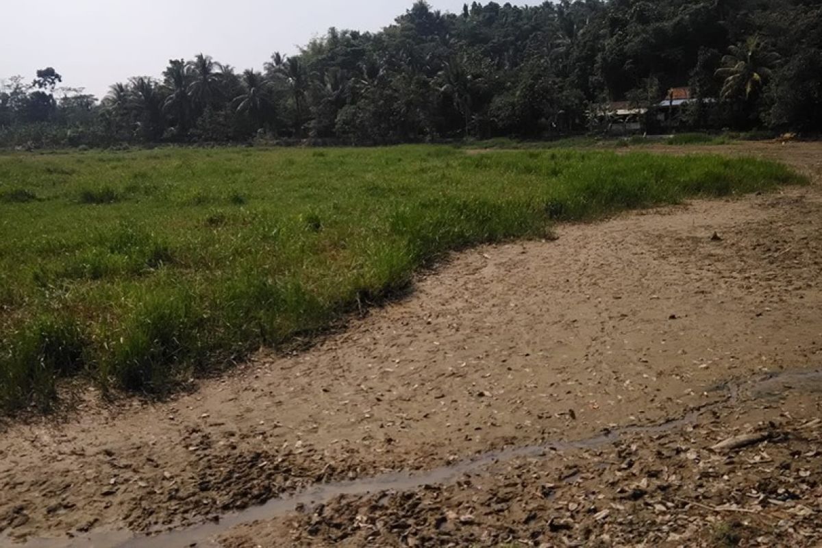 Situ Cijoro Rangkasbitung alami kekeringan