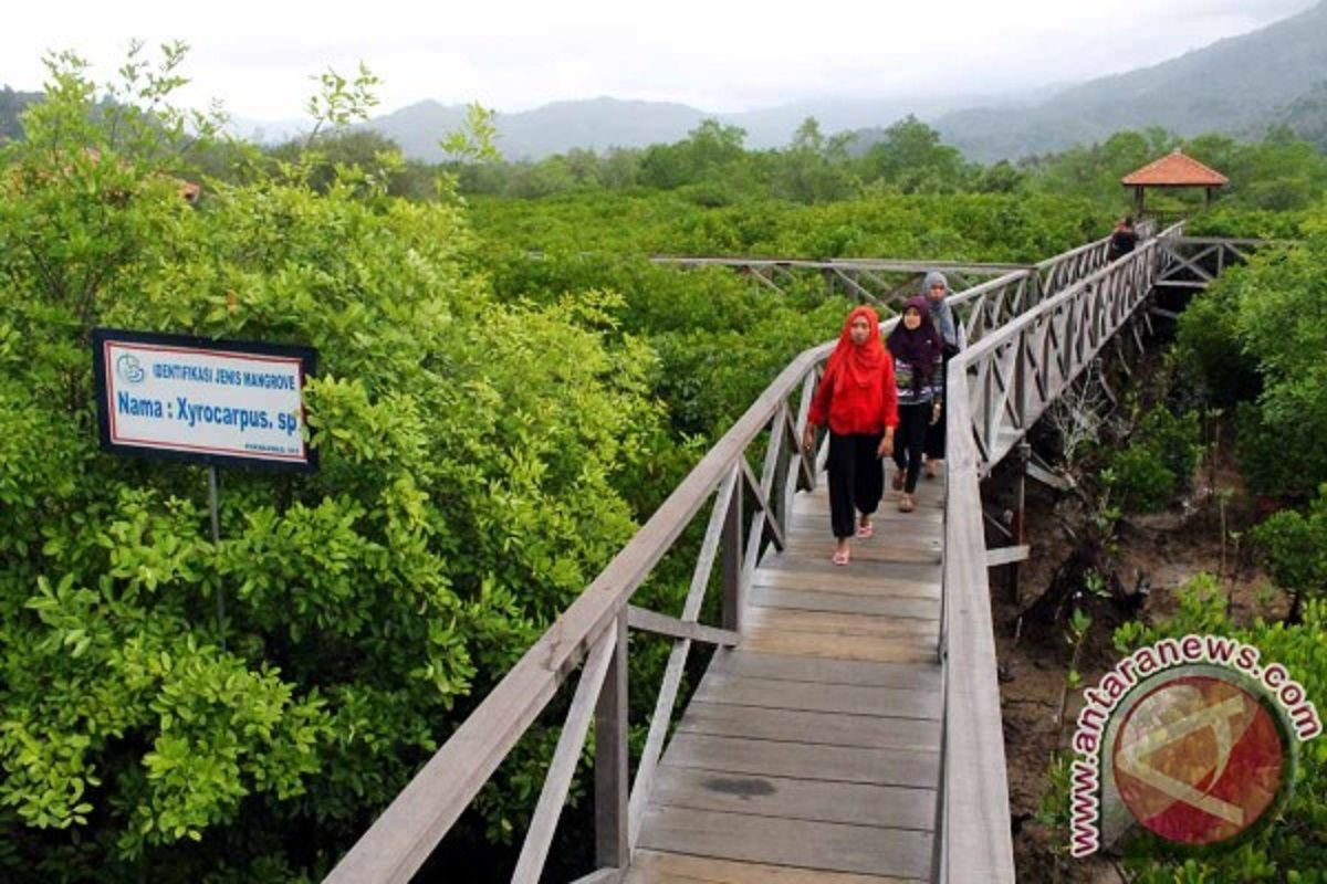 Menteri LHK :Pelestarian hutan mangrove stabilkan kondisi lingkungan