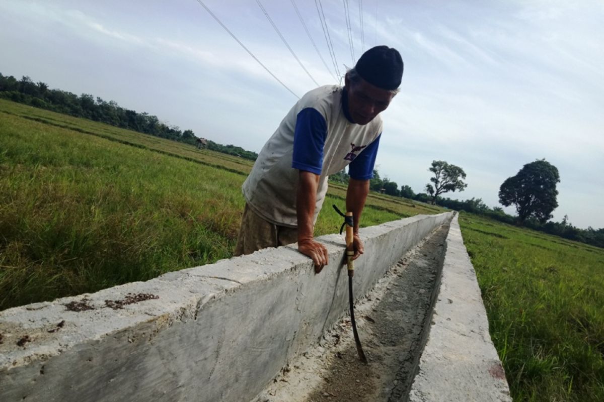 Kemarau sebabkan ribuan hektare sawah di Aceh Barat gagal  tanam