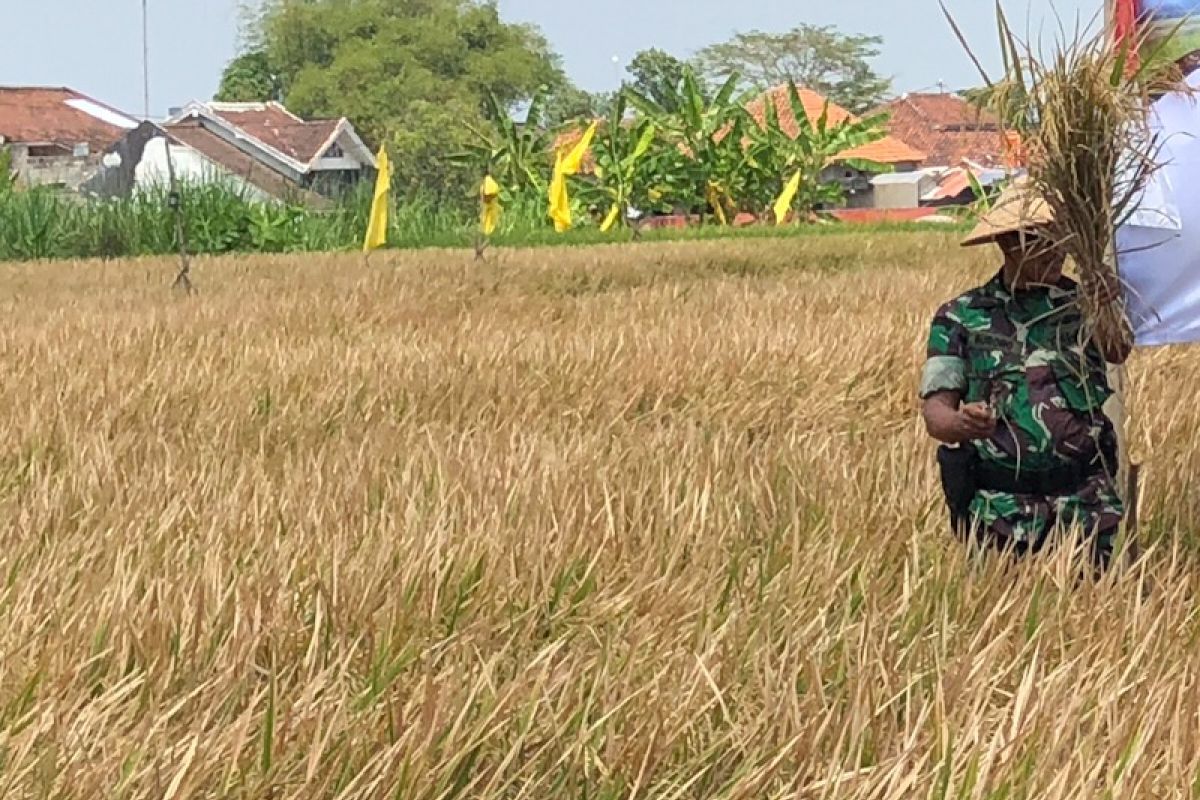 Sebagian besar petani Yogyakarta panen pada awal kemarau