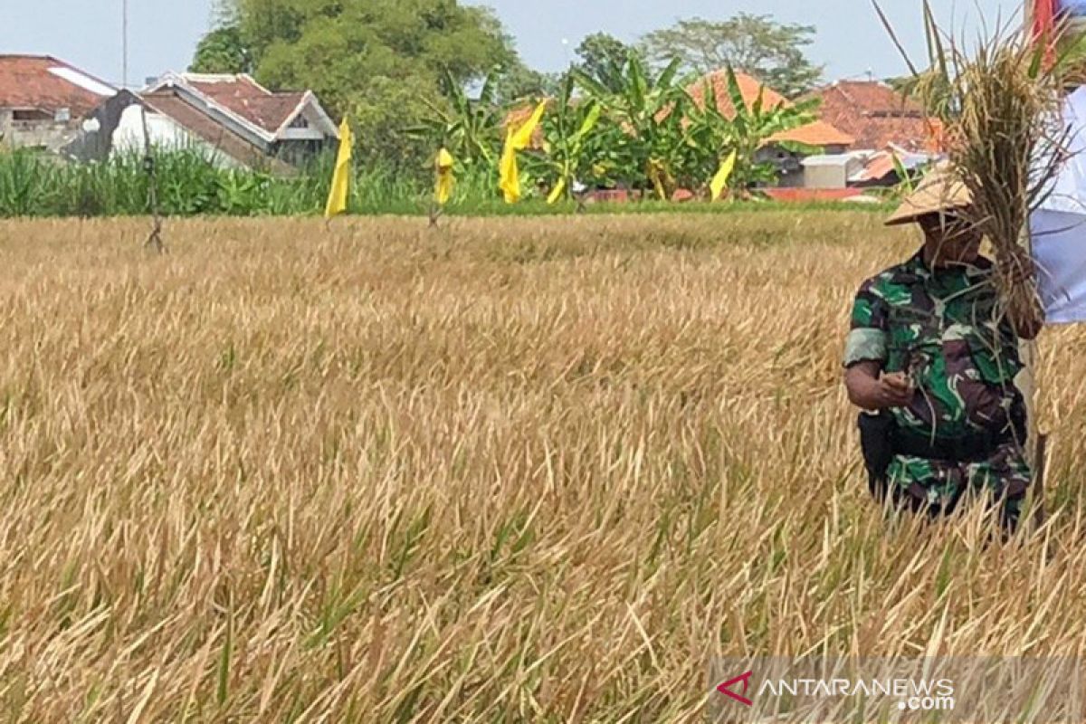 Sebagian besar petani Yogyakarta panen di awal kemarau