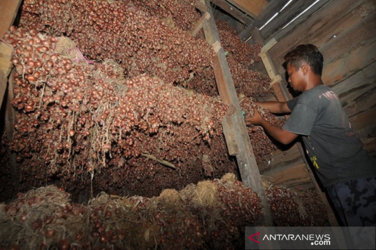 Petani Palu pertahankan varietas bawang lokal