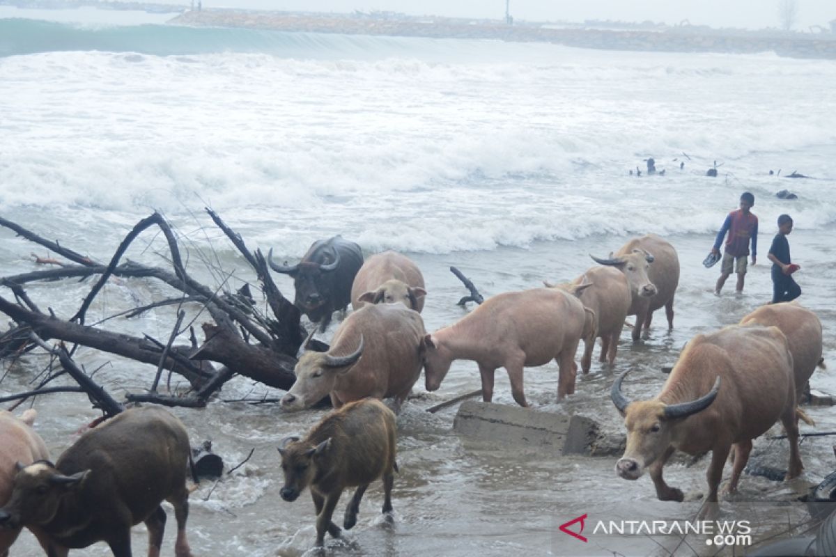 Populasi kerbau rawa di Abdya semakin berkurang