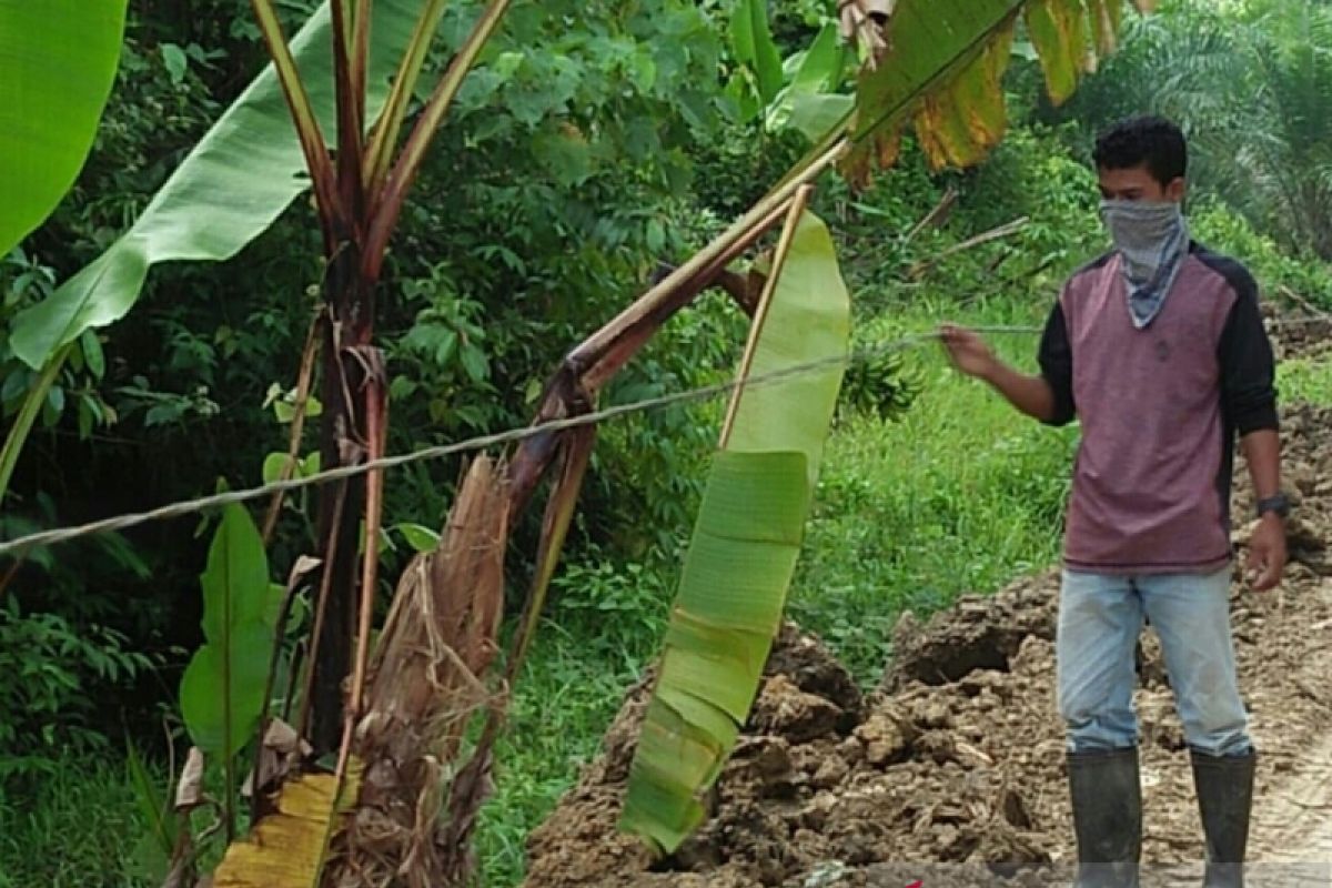 BKSDA evakuasi kerangka gajah di Aceh Utara, diduga mati tersengat listrik