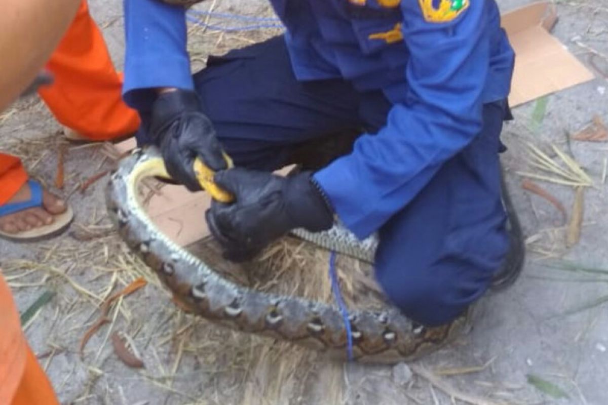 3 pythons found in Seribu Islands' neighborhood