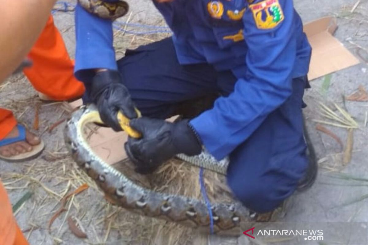 Warga Kepulauan Seribu dikejutkan penemuan tiga ekor ular sanca