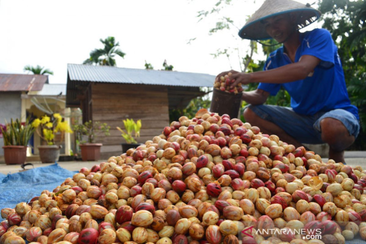 Pendapatan petani pala di Malut  meningkat