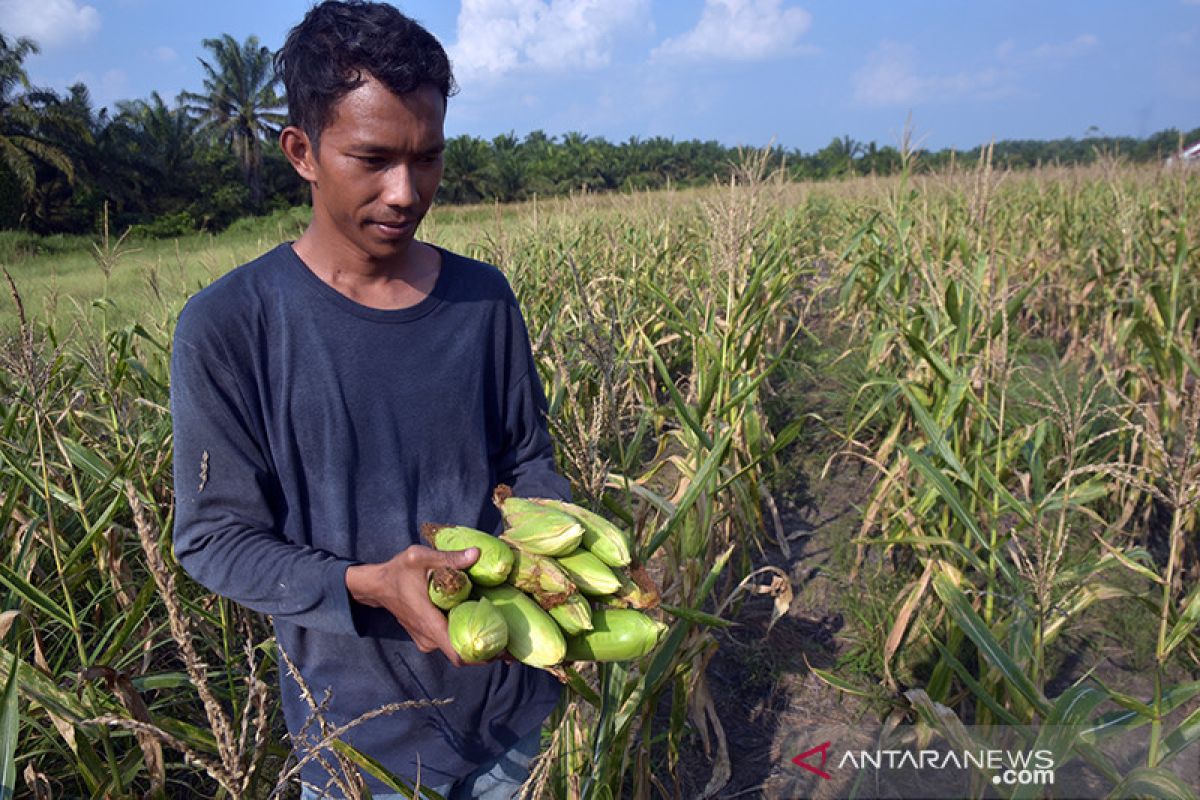 Nilai tukar petani Riau turun 3,12 persen, masuk kategori defisit