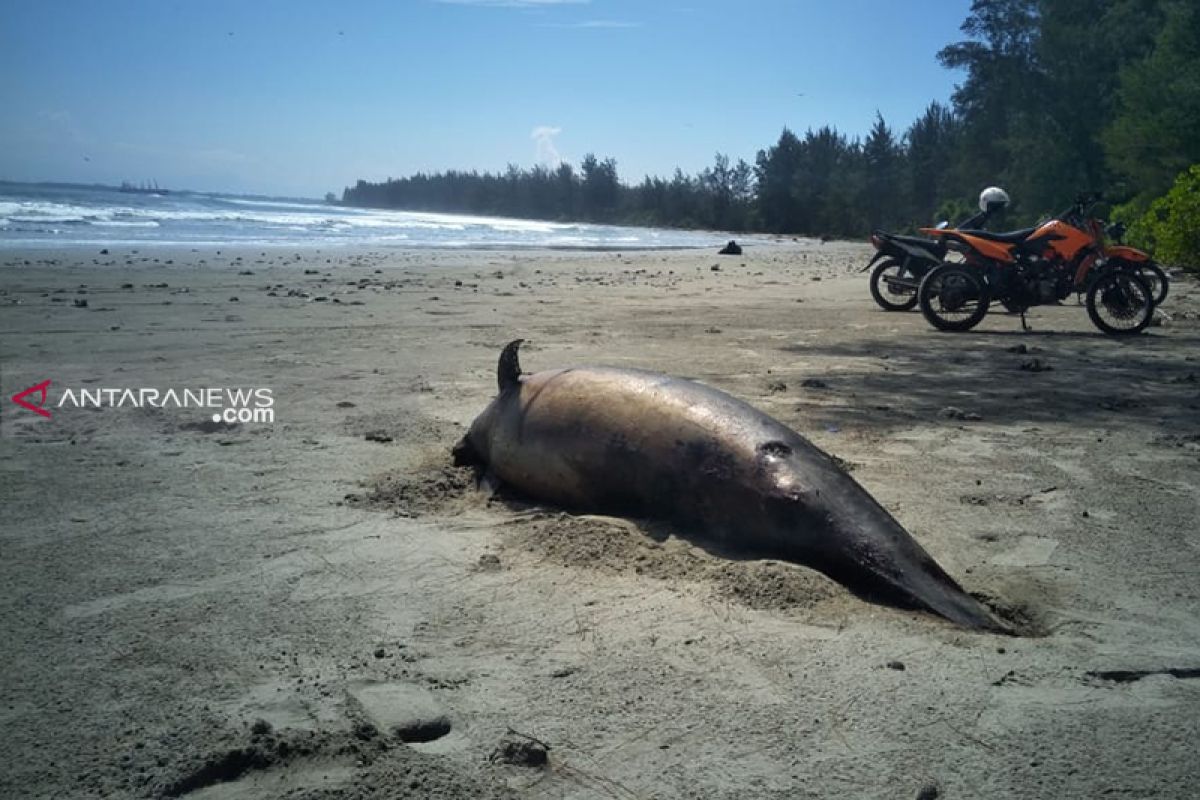 Seekor lumba-lumba mati dekat proyek PLTU Teluk Sepang