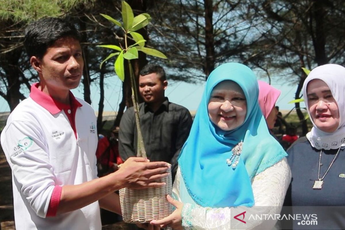 5.000 batang bibit mangrove ditanam di pantai tiram Padang Pariaman