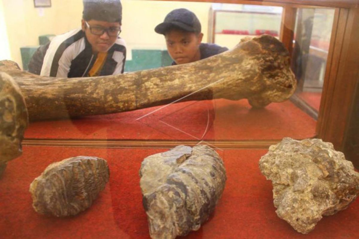 Penelitian fosil Museum Trinil - ANTARA News Bali