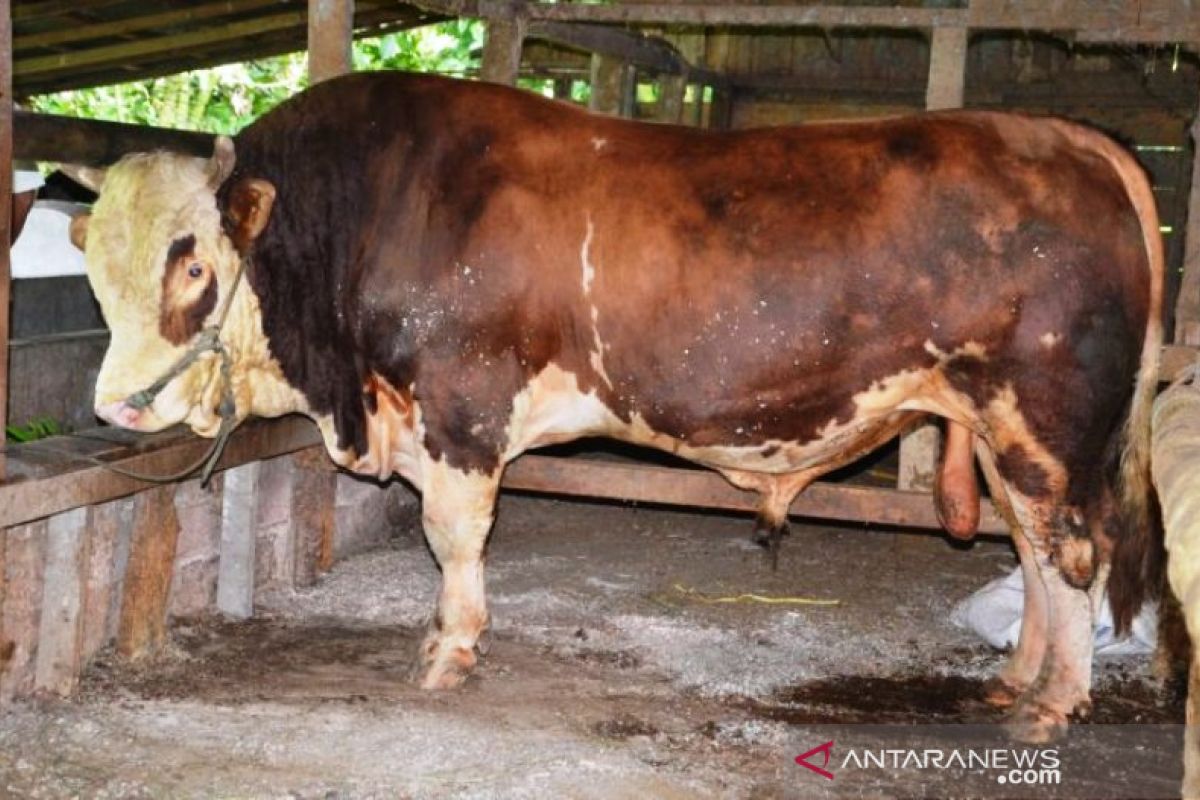 Pernah menang kontes, sapi kurban ini dipatok Rp75 juta