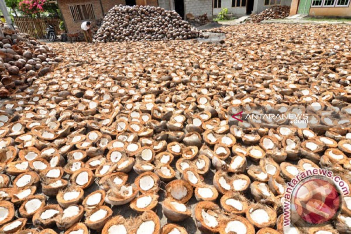 NMaluku seeks to revive copra exports