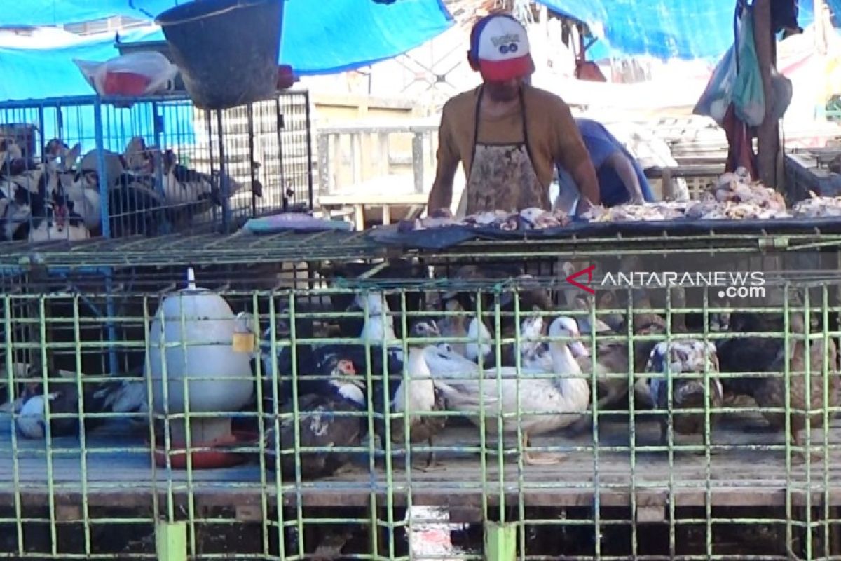 Pasokan terhenti, stok ayam pedaging di Aceh Barat kosong