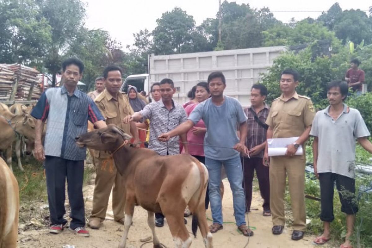 Poktan ternak sapi harus lebih perhatikan kebersihan kandang