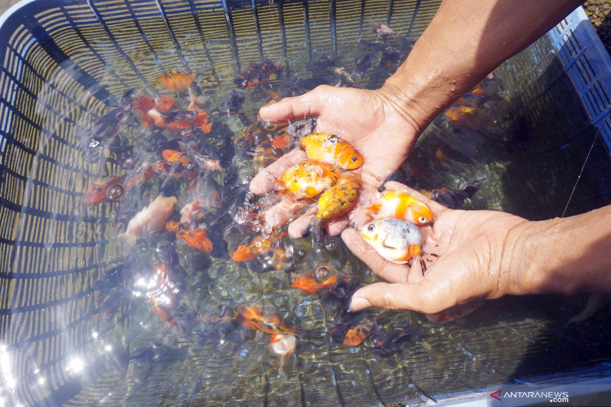 Budidaya ikan mas koki