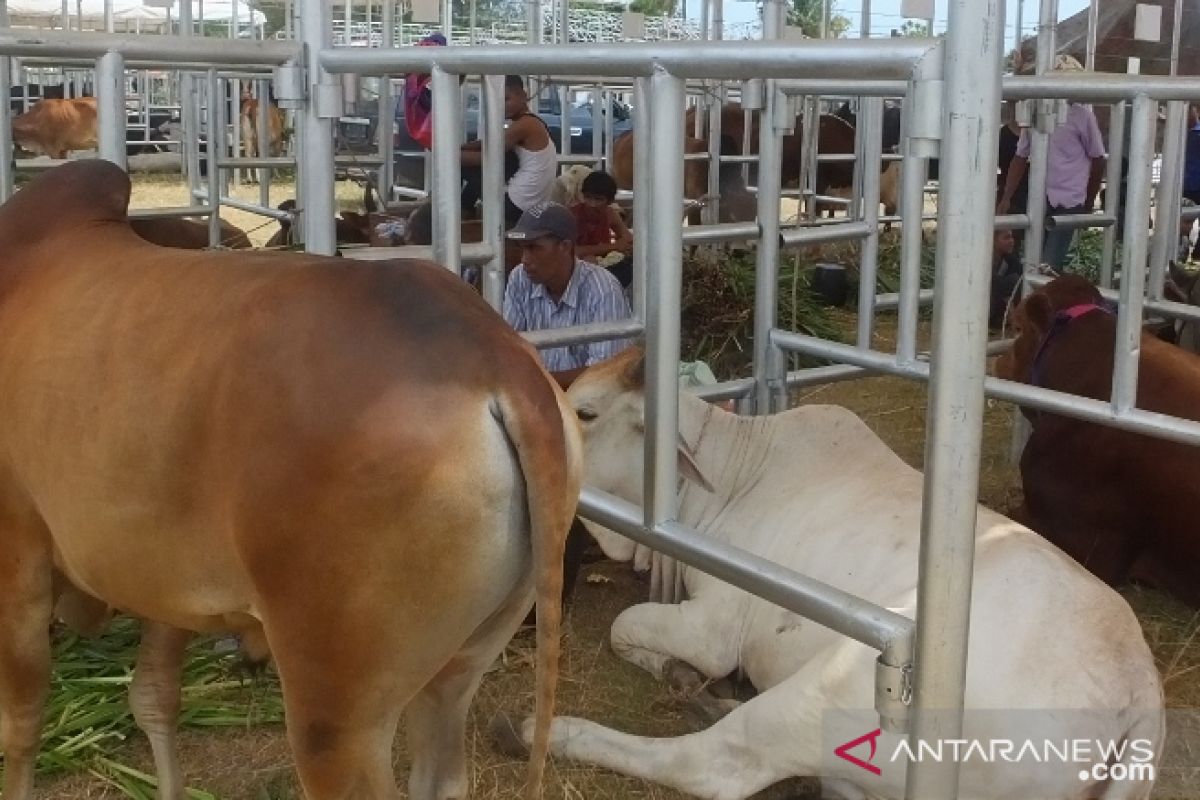 Ikut Expo Ternak, ratusan sapi dari berbagai daerah sudah tiba di Abdya