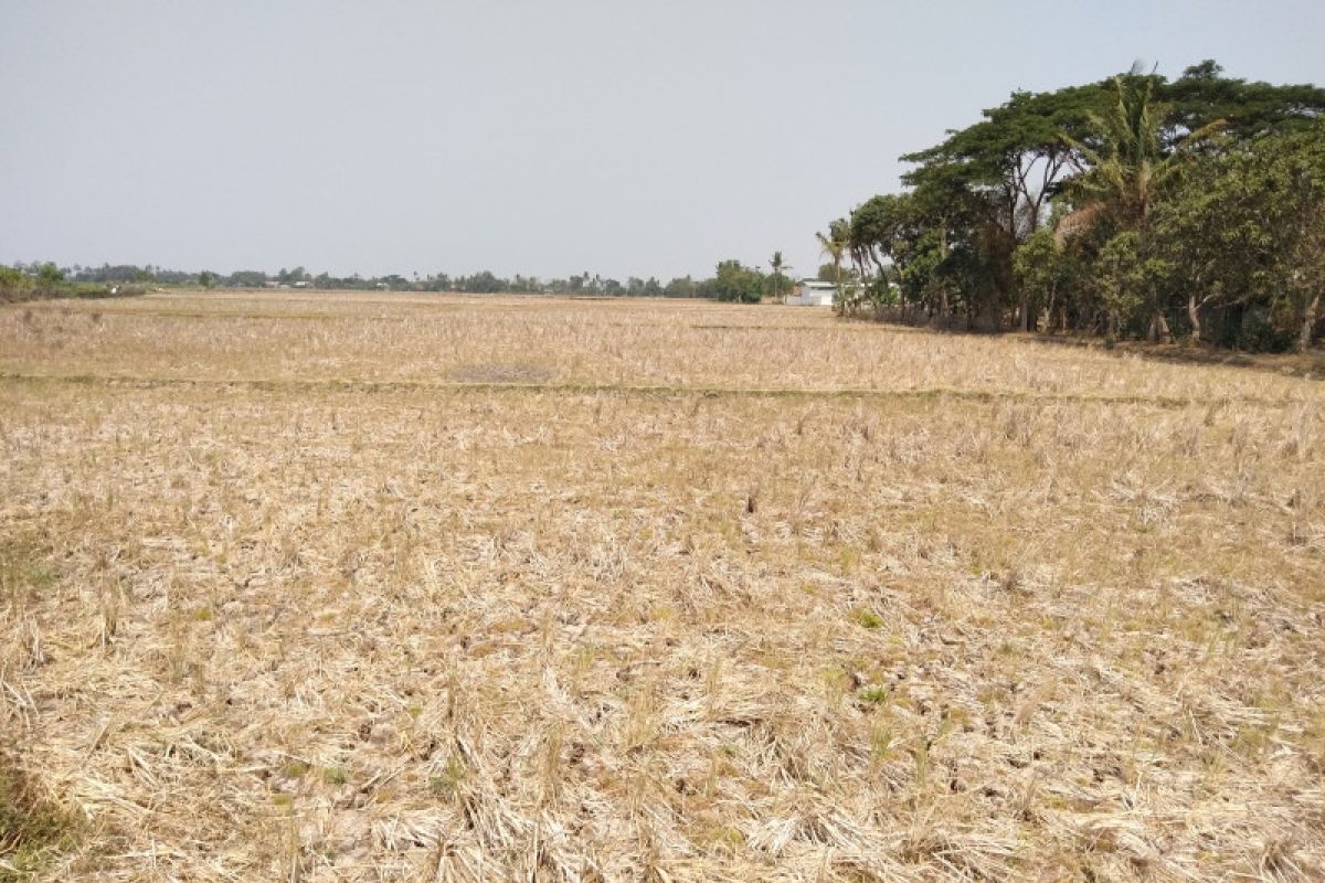 Ribuan Hektare Sawah di Karawang Jabar Kekeringan