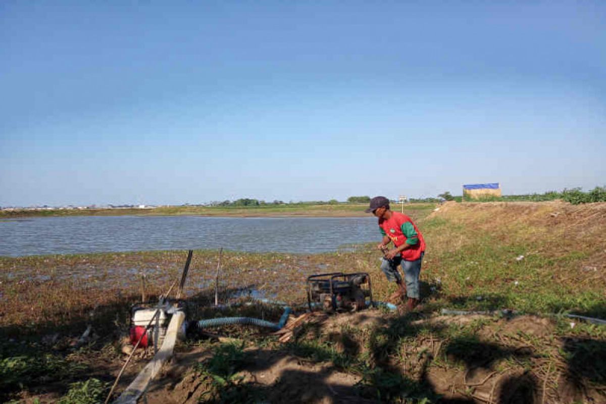 11.000 hektare sawah di Indramayu  kekeringan