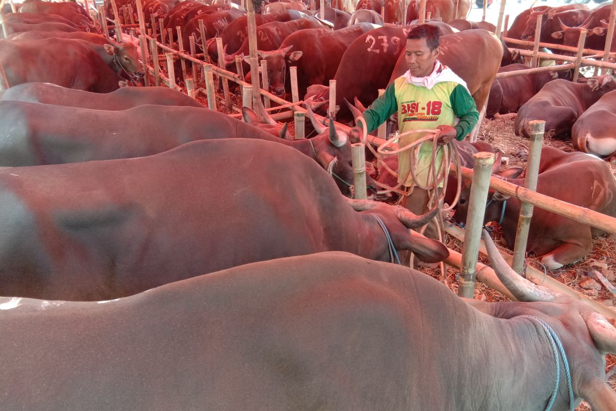 Sapi kurban dikasih minum madu dan tetes tebu untuk jaga stamina