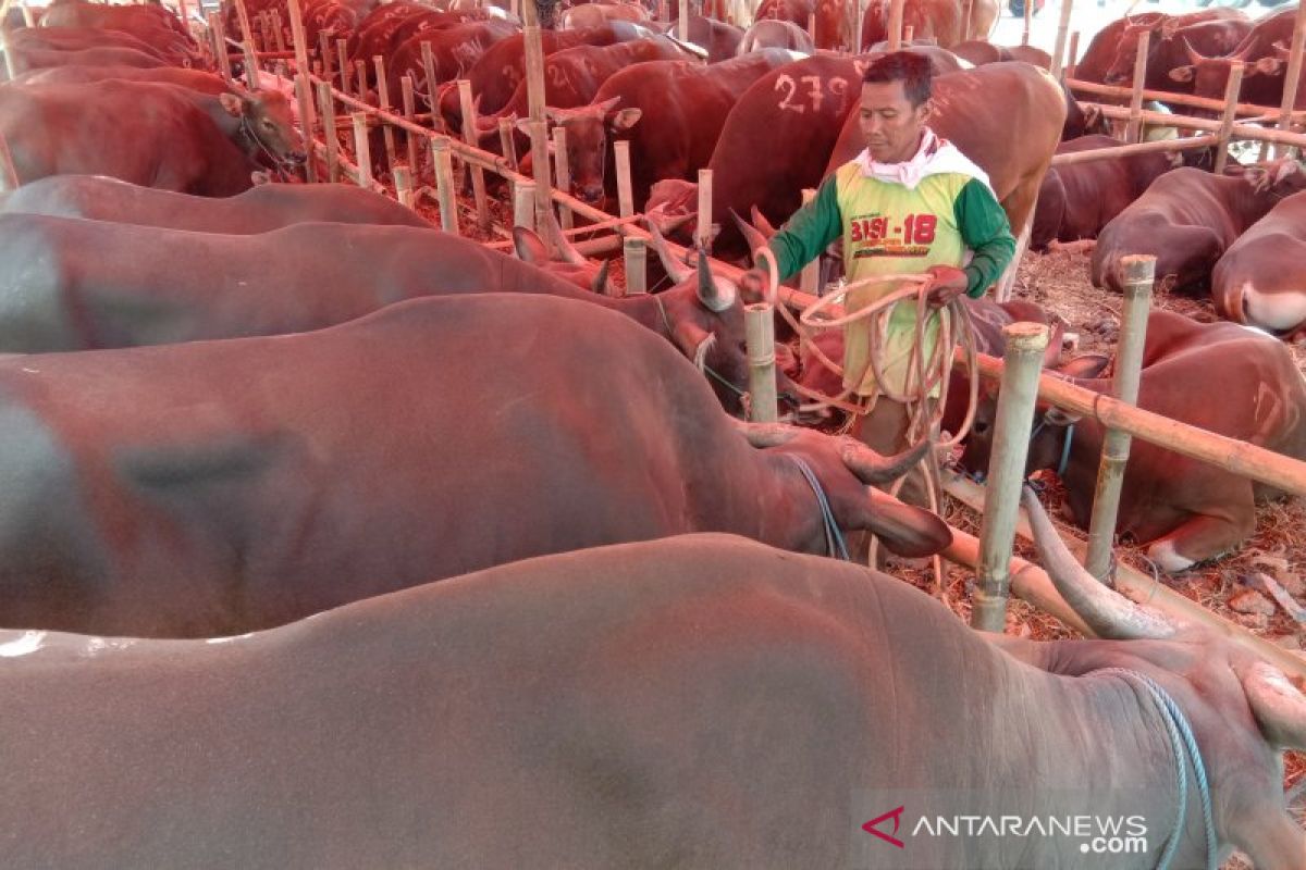 Simental dengan bobot 1,025 ton, sapi asal Tanah Datar diusulkan untuk kurban Presiden Jokowi