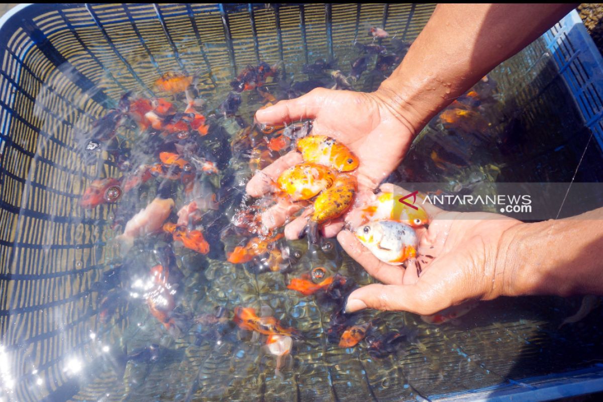 Pembudidaya ikan hias keluhkan pengaruh cuaca ekstrem