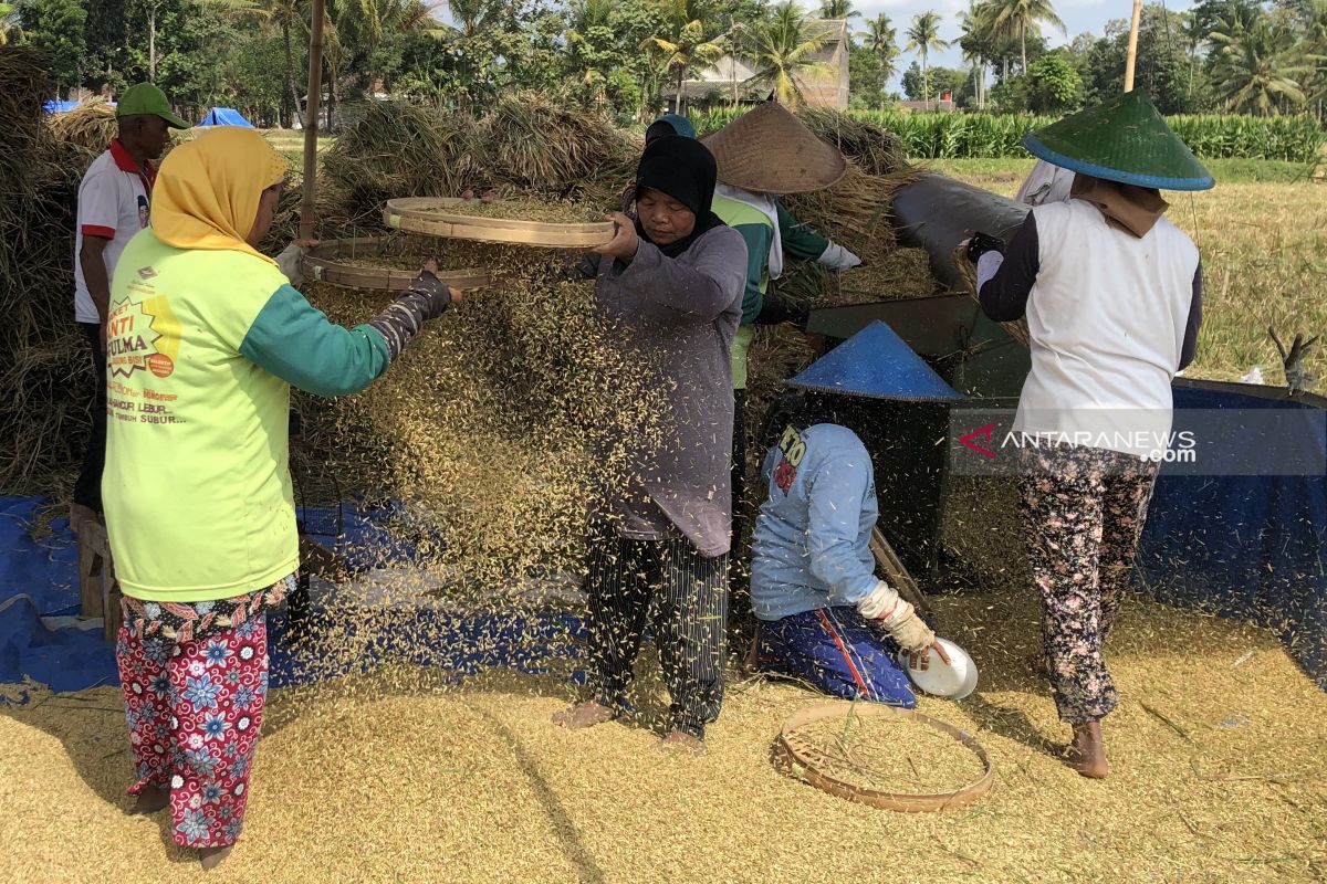 Harga gabah tingkat petani di Kabupaten Malang Rp4.200 per kilo