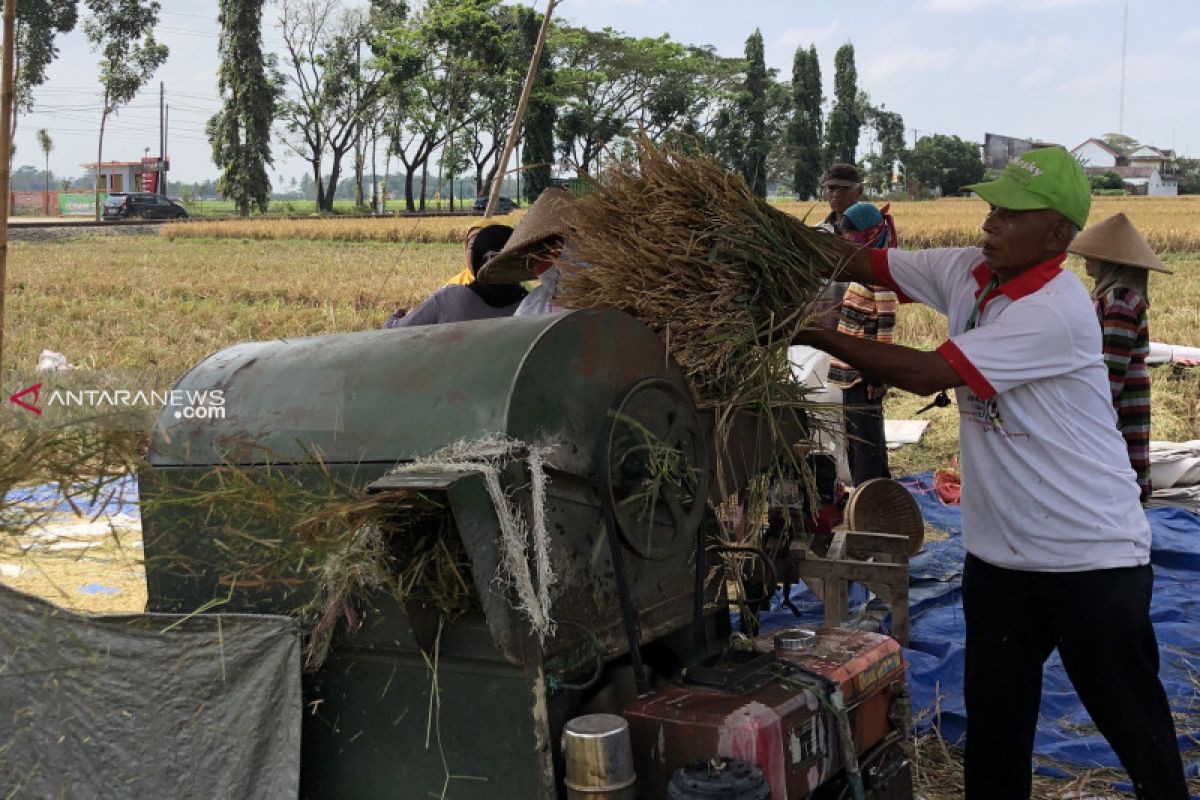 Musim kemarau, petani Kabupaten Malang mulai panen