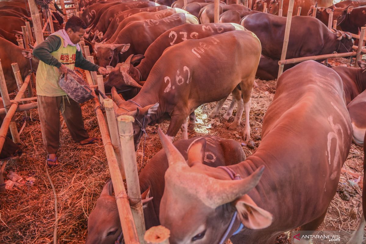 Payakumbuh tak mampu penuhi kebutuhan sapi kurban