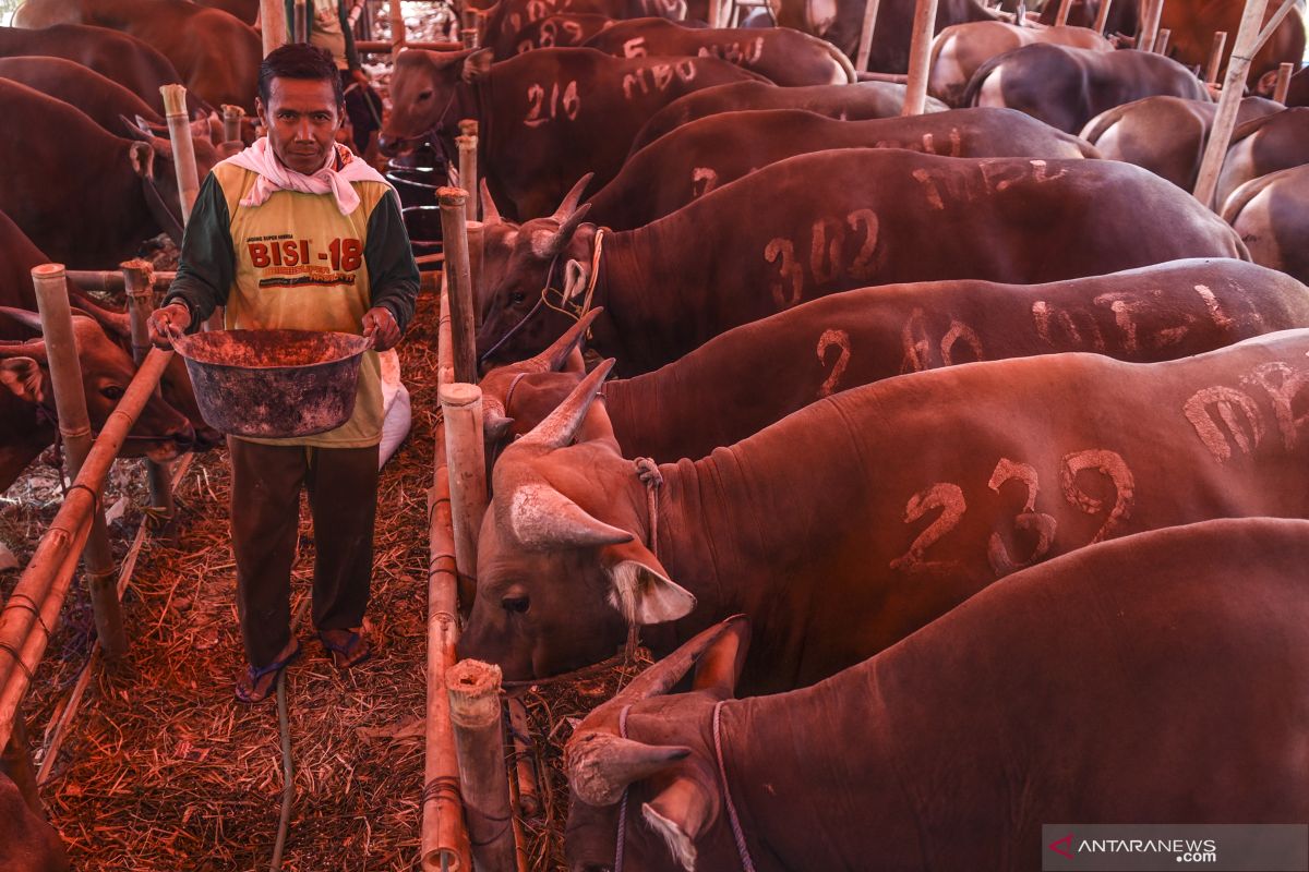 Jaga sapi kurban tetap sehat,  diberi jamu dan dipijat