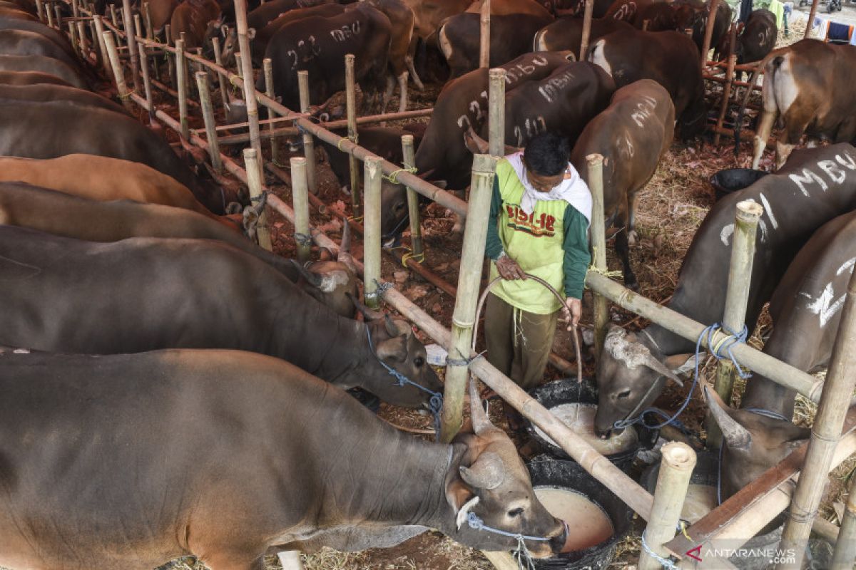 Jaktim hanya izinkan penampungan hewan kurban di zona hijau