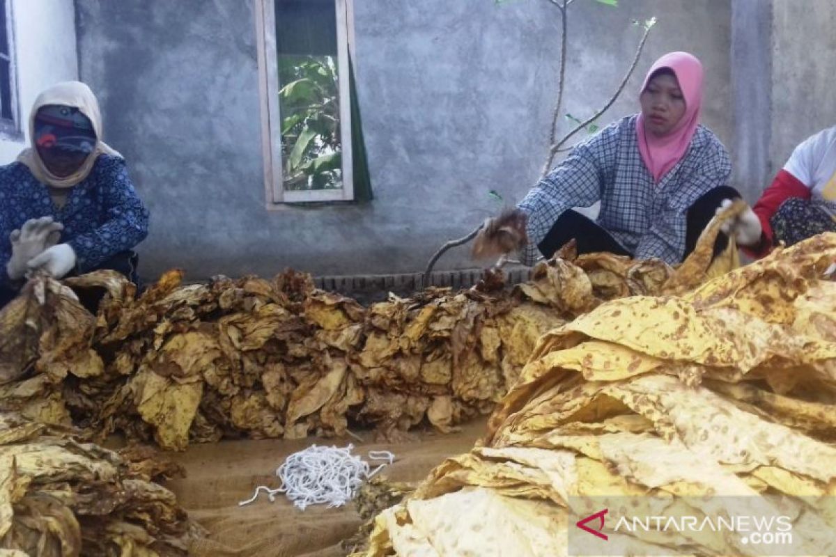 Perusahaan rokok kurangi pembelian, petani tembakau NTB terancam rugi