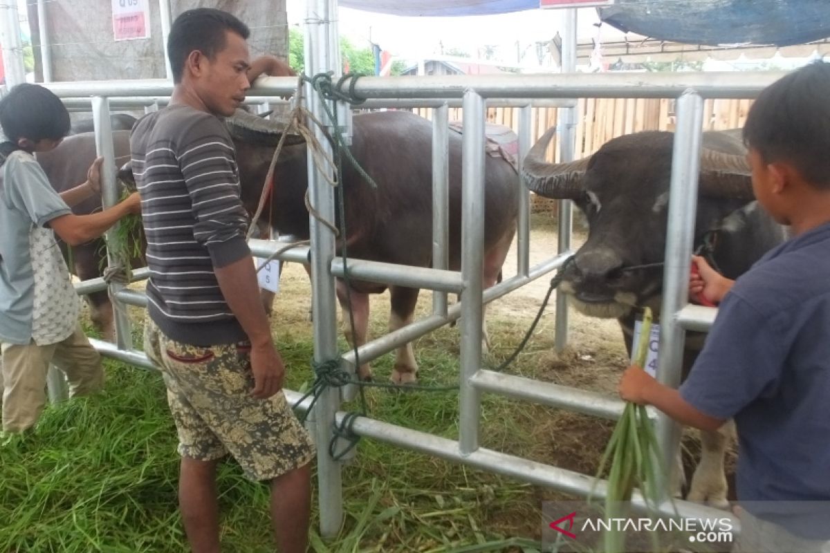 Pedagang Abdya siapkan 173 ekor kerbau untuk meugang Idul Adha