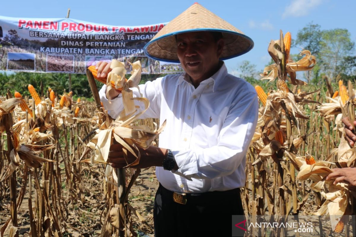 Pemerintah Kabupaten Bangka Tengah dorong petani kembangkan jagung pipil